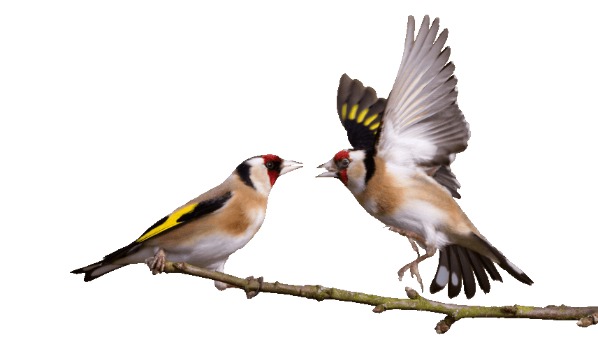 Goldfinches