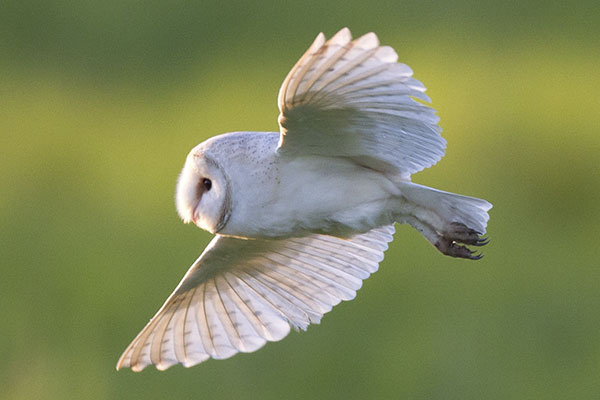 Barn Owl