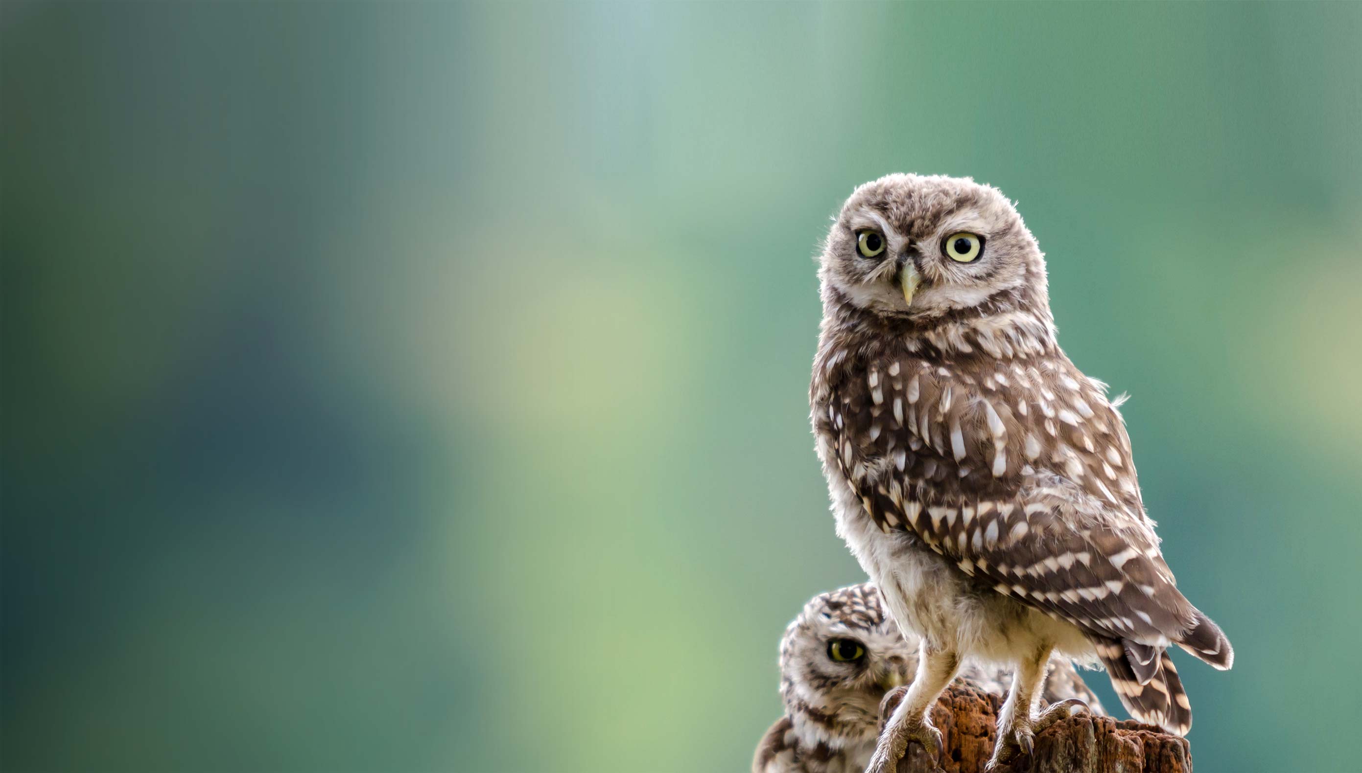 Little Owl. Phil Scarlett