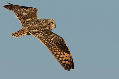 Short-eared Owl