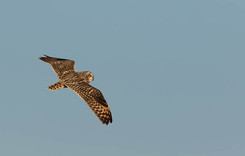 Short-eared Owl