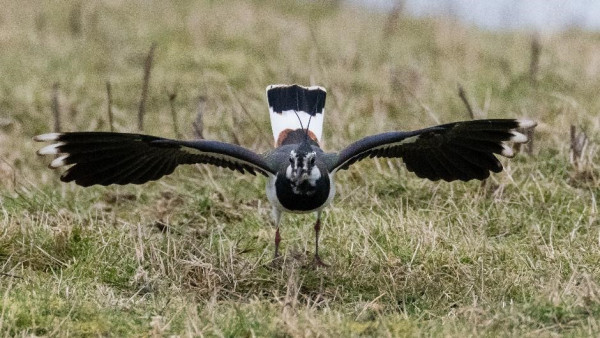 Wader Behaviour Guide